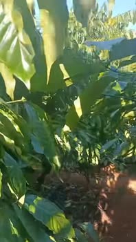 Farm cho thuê tại Ia Boòng, Chư Prông, Gia Lai - 700 cây cà phê kinh doanh mạnh