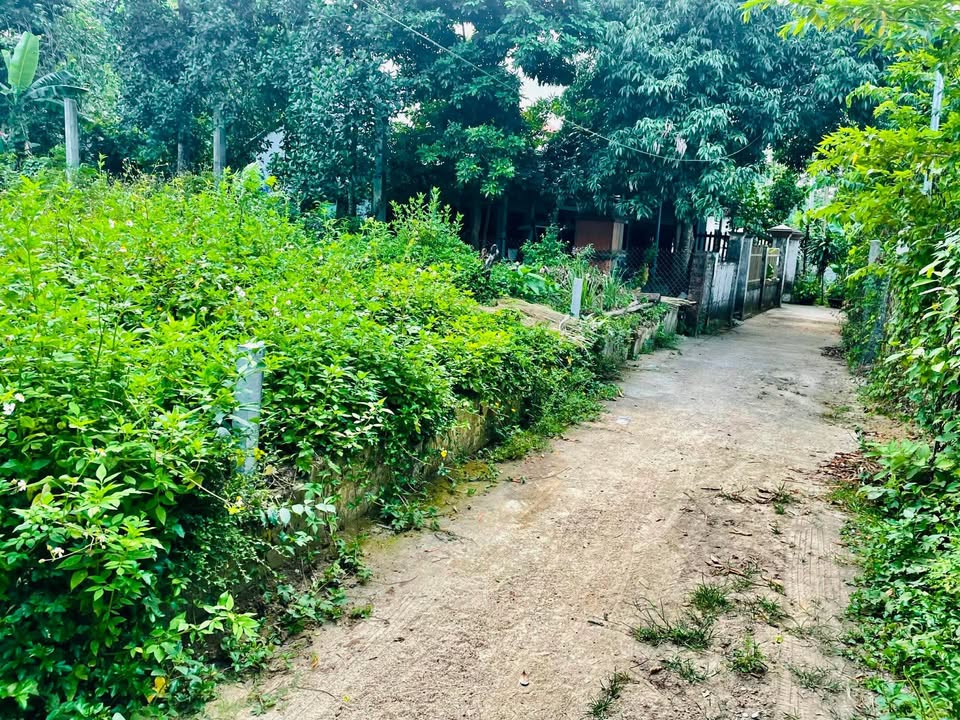 Đất nền Hòa Phong, Hòa Vang 131m² - Đường Quốc Lộ 14G, Đầu tư sinh lời!