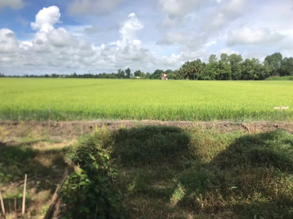 Đất Thổ Cư 400m² Xã Thạnh Trị, H. Tân Hiệp - Giá 5 tỷ, Nền Cao Ráo, Hướng Đông