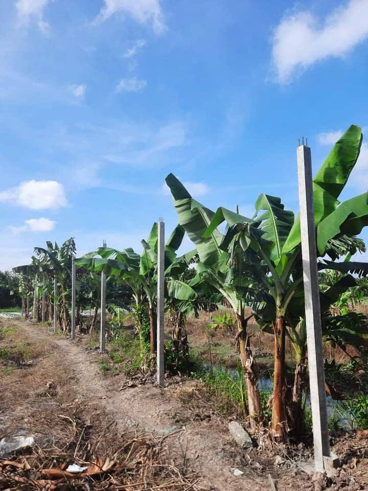 Đất vườn Long Tuyền, Bình Thủy 3157m² giá 1.55 tỷ - Không khí trong lành, thích hợp nghỉ dưỡng!