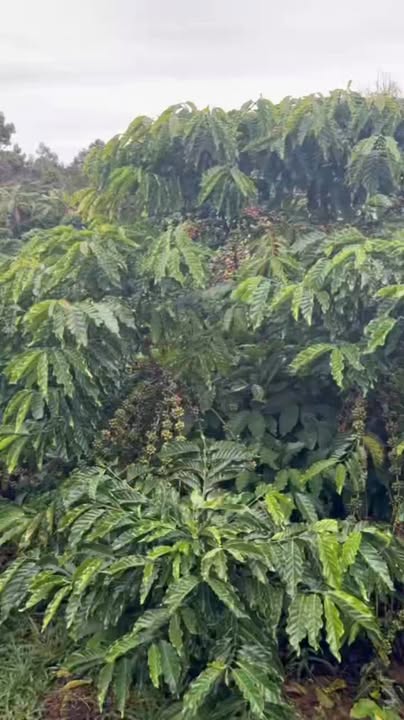 Đất nền Bảo Lộc 12,600m² giá 1.17 tỷ - Cơ hội đầu tư tuyệt vời!