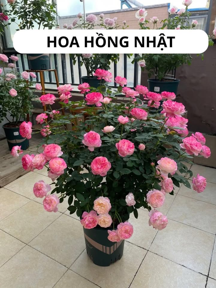 Nhà góc 2 mặt tiền tại Phước Tỉnh 102m² giá 1.6 tỷ - Pháp lý rõ ràng!