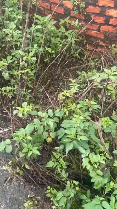 Đất thổ cư 1000m² Phú Nghĩa, Chương Mỹ - Chỉ 10 tỷ, Đầu tư sinh lời ngay!