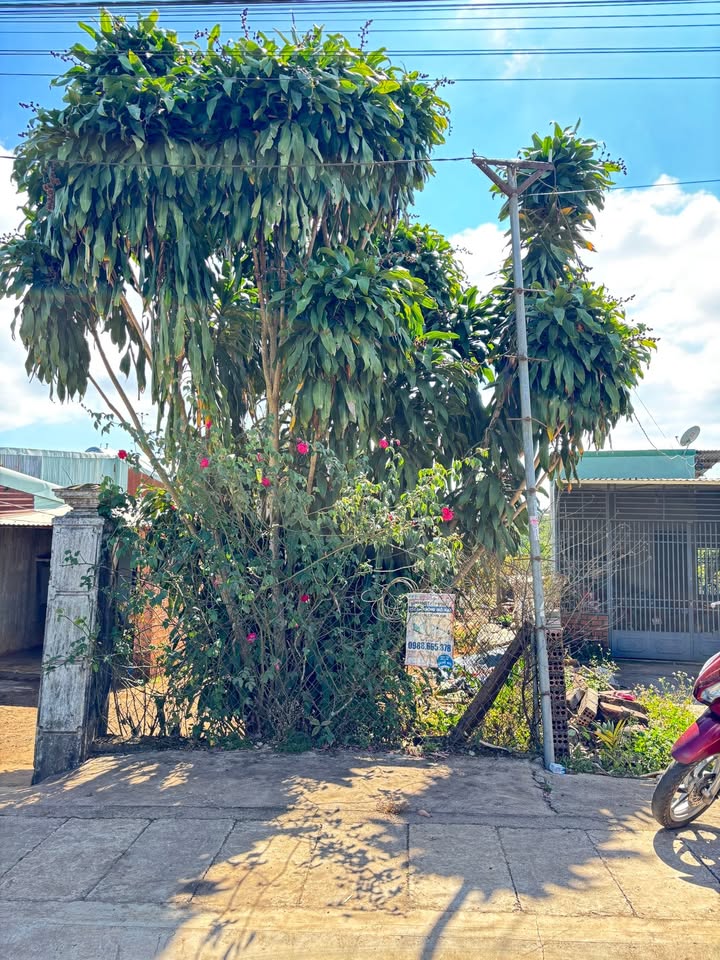 Đất mặt tiền Nguyễn Xí, Pleiku 250m² - Tiềm năng kinh doanh lớn!