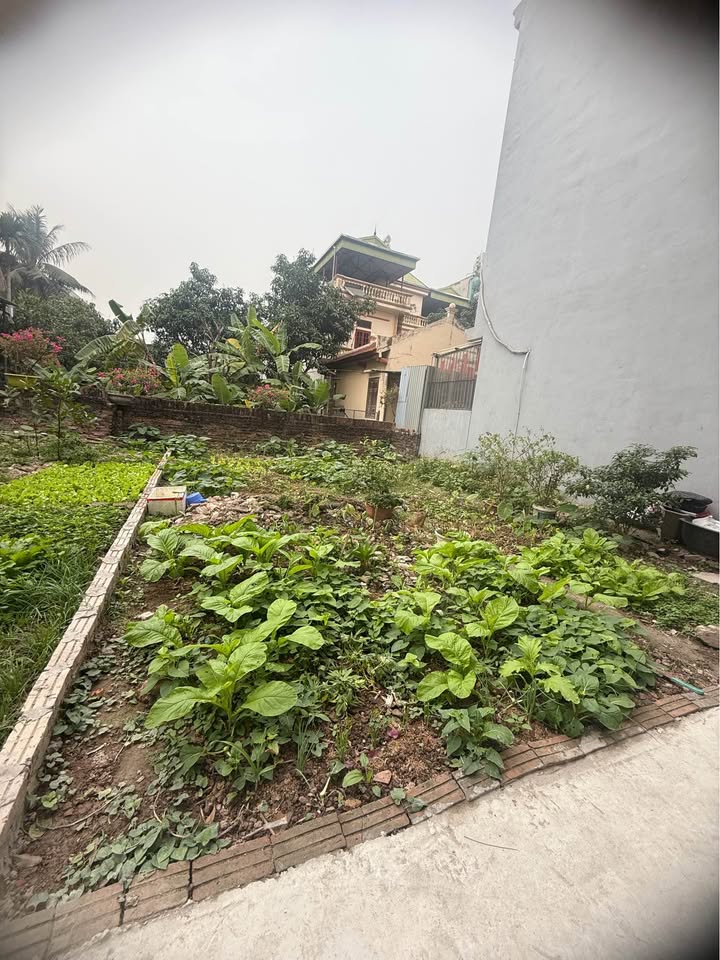 Đất nền Phúc Lợi Long Biên 60m² giá 1.188 tỷ - Cơ hội đầu tư hiếm có!