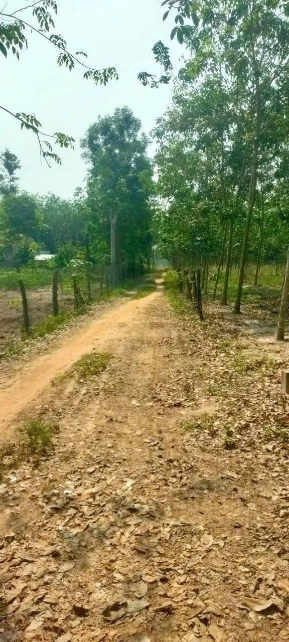 Đất nền 4,2 sào xã Minh Thạnh, Dầu Tiếng - Giá chỉ 1 tỷ hấp dẫn!