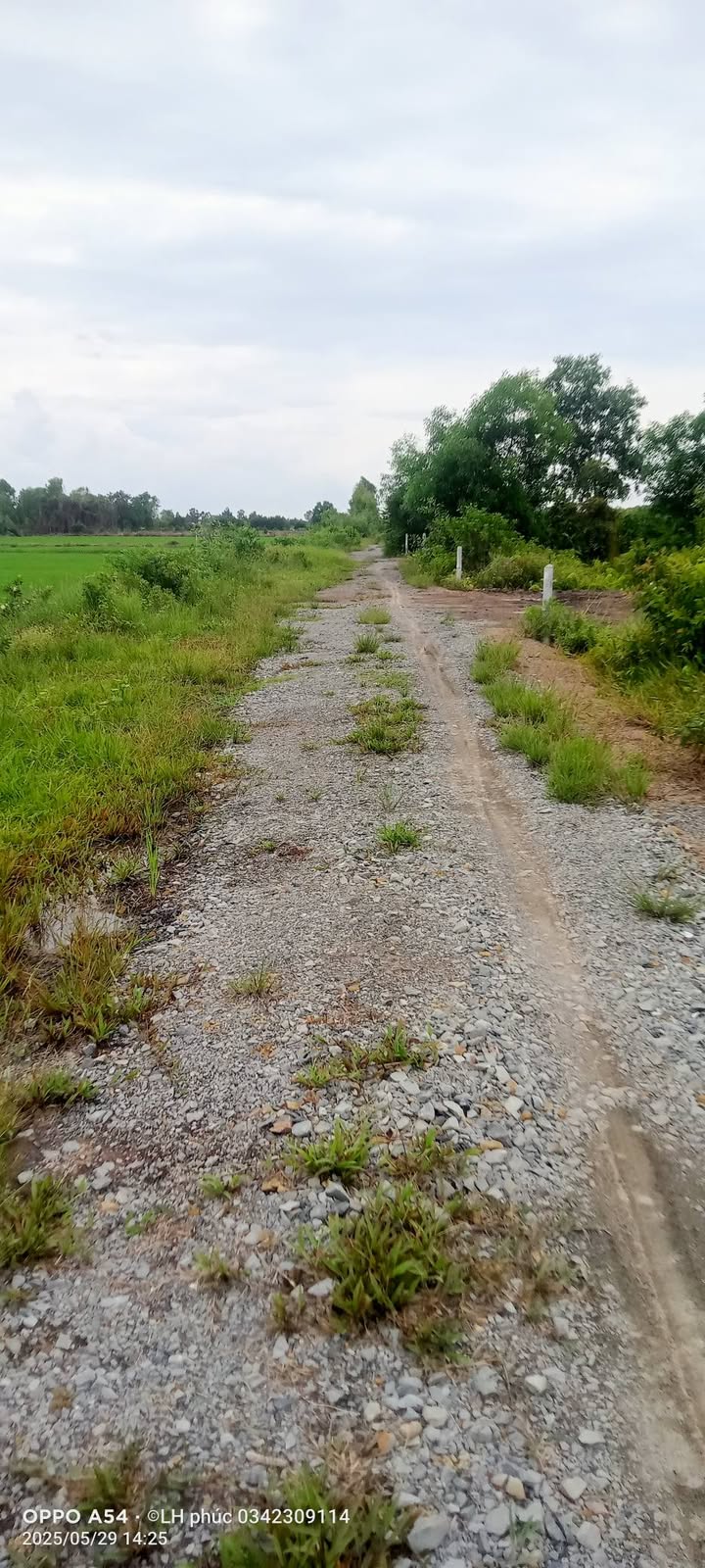 Đất vườn 21.000m² tại Bình Hòa Nam, Đức Huệ - Giá chỉ 8.4 tỷ VND, cơ hội đầu tư hấp dẫn!