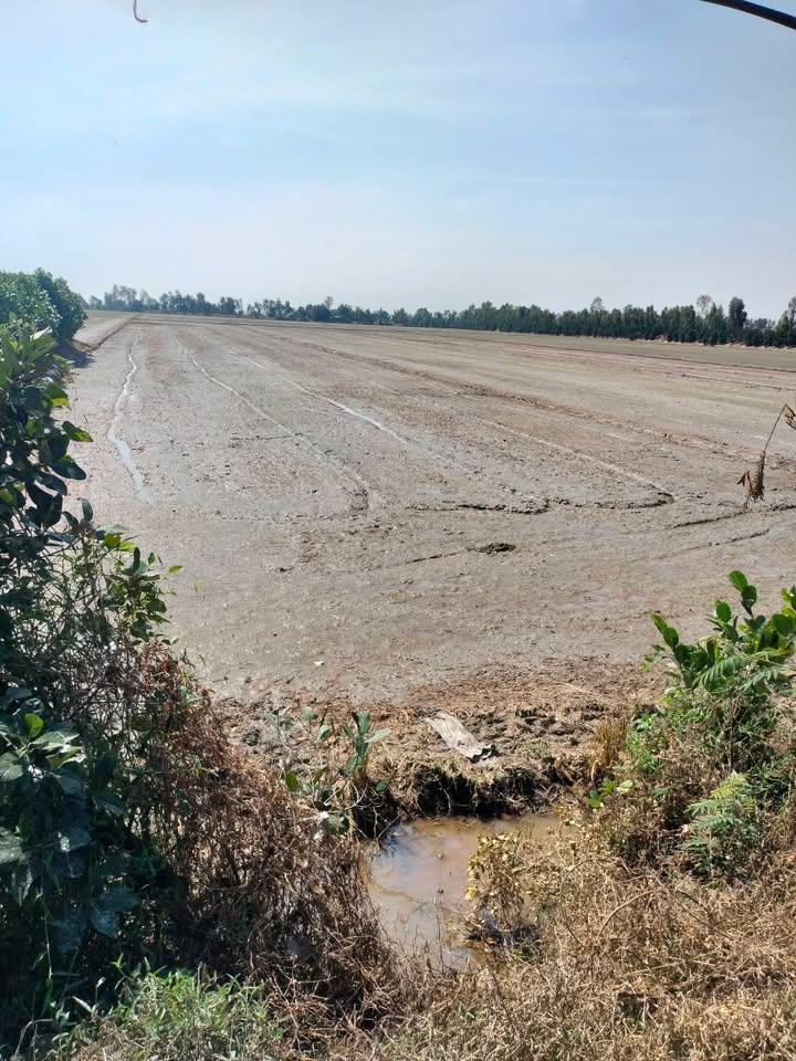 Đất ruộng Thạnh Lợi, Tháp Mười 14 công - Mặt tiền 41m, giá 2.1 tỷ!