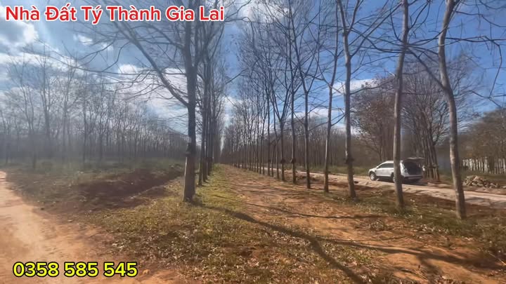 Farm 100ha tại Ia Pếch, Ia Grai, Gia Lai - Đất đỏ trồng sen, cafe, tiêu, sầu riêng