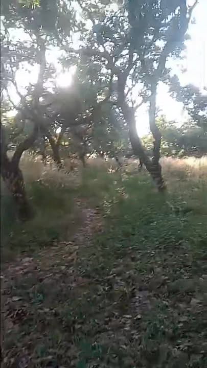 Đất nền Bù Đăng 36.000m² giá 1,2 tỷ - Cơ hội đầu tư hấp dẫn!