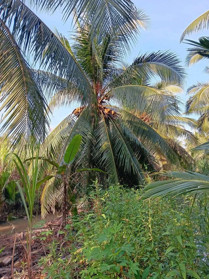 Đất vườn dừa Long Mỹ, Giồng Trôm 1300m² giá 1.62 tỷ - Cơ hội đầu tư sinh lời!