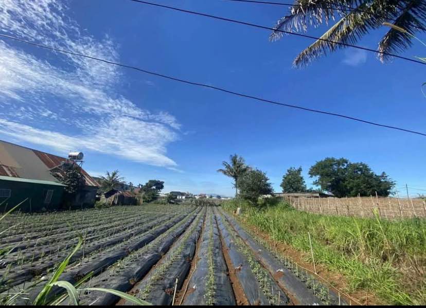 Lô đất Hiệp Thạnh, Đức Trọng 337m² giá 2.4 tỷ - Đầu tư sinh lời ngay!