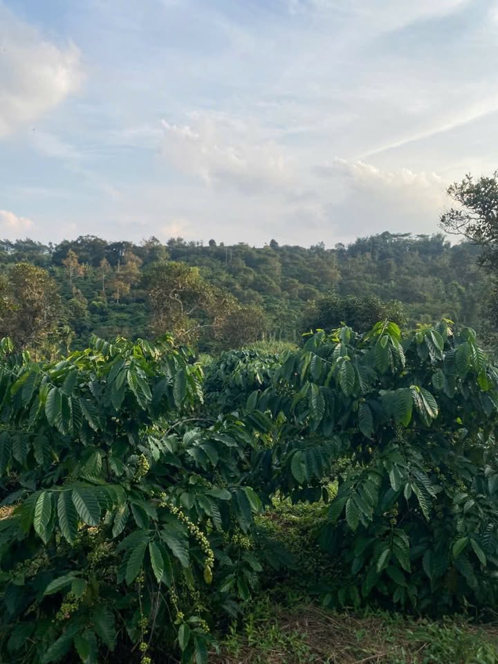 Đất nền Kiến Đức 4.5 sào giá 2.2 tỷ - Sổ đỏ chính chủ, có hồ nước lớn!