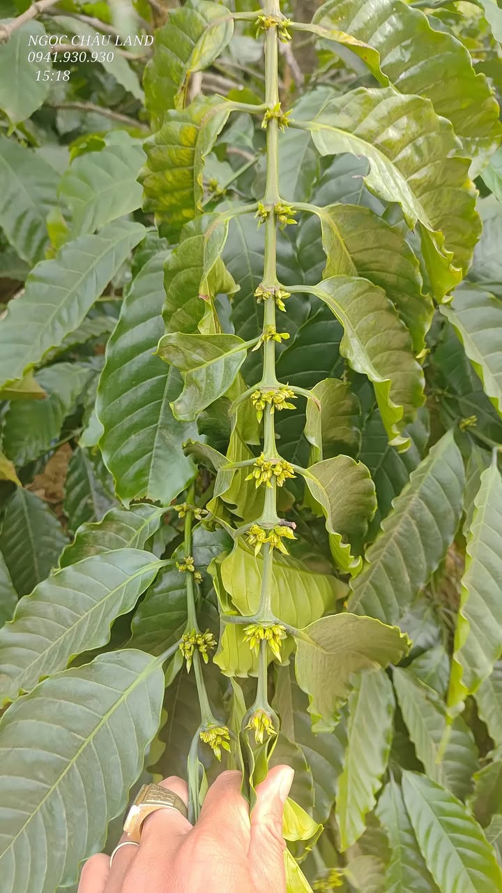 Đất Farm Nâm N'Đir, Krông Nô, Đắk Nông 6000m² giá chỉ 650 triệu - Cơ hội đầu tư tuyệt vời!