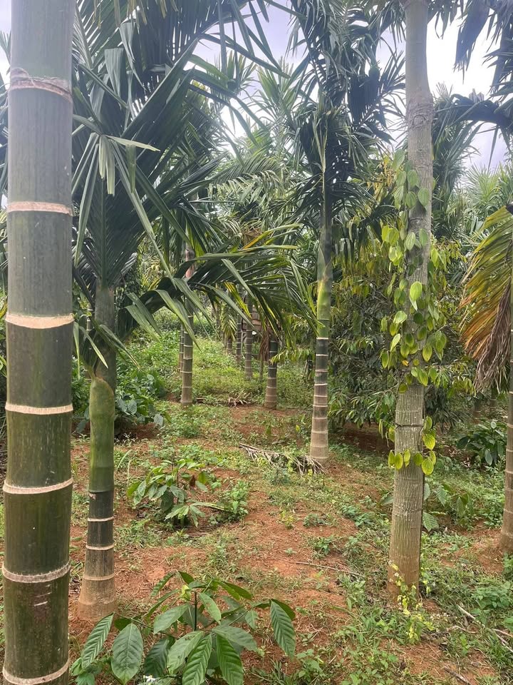 Đất nền 3,7 sào Đường Đồi 84, Đức Minh, Đắk Mil giá 2,2 tỷ - Vị trí đẹp, hiếm hàng!