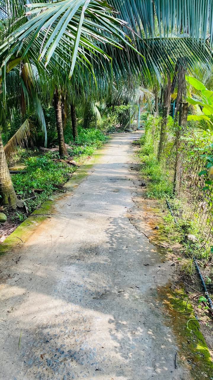 Đất vườn dừa Tam Phước, Châu Thành 1970m² giá 750 triệu - Pháp lý rõ ràng!