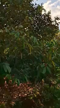 Đất Farm 7000m² tại xã Ea M'Droh, Đắk Lắk - Mặt tiền gần khu dân cư!