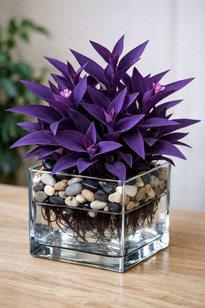 Đất mặt tiền đường 129, xã Tam Quang, 375m² - Cơ hội đầu tư tuyệt vời!