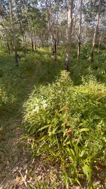 Đất vườn cao su 26.000m² xã Phước Sơn Bù Đăng - Giá 750 triệu, đầu tư sinh lời!