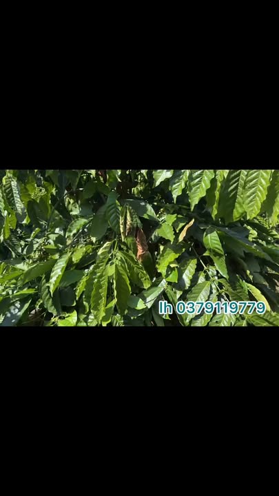 Đất nền Thuận Hạnh Đắk Song 18,000m² giá 2.3 tỷ - Pháp lý rõ ràng, gần khu dân cư!