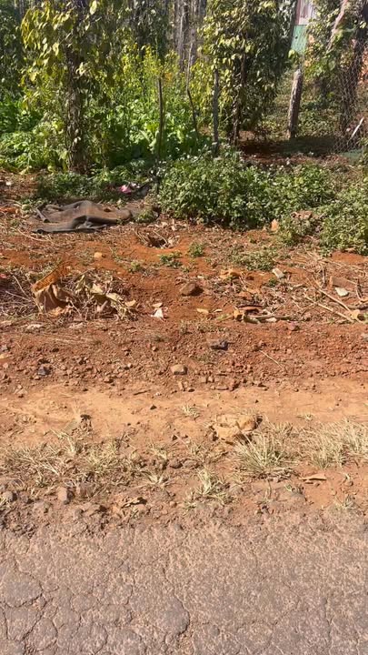 Đất nền Đắk Song 1ha giá 2.95 tỷ - Gần đường nhựa, cơ hội đầu tư hấp dẫn!