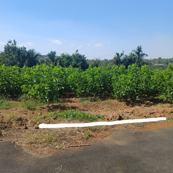 Đất nền Bảo Lộc 115m² giá 980 triệu - Cơ hội đầu tư tuyệt vời!