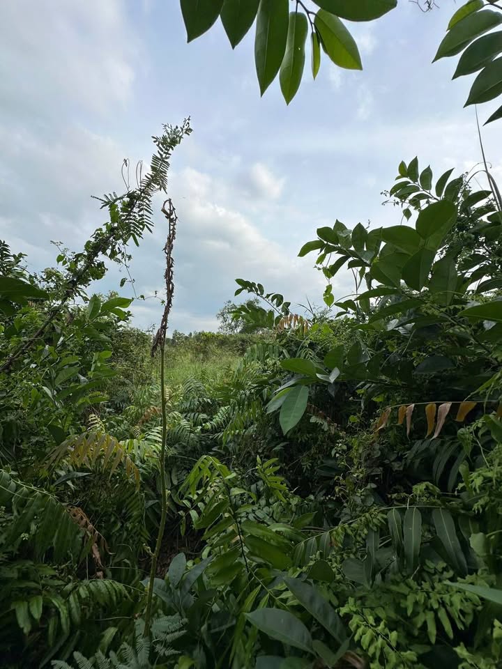 Đất vườn 1064m² đường Phạm Văn Hai, Bình Chánh - Giá chỉ 800 triệu, thương lượng!