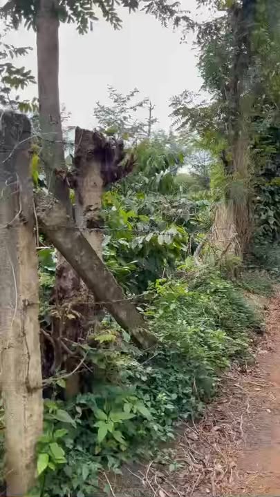 Đất rừng tại Dray Bhang, Đắk Lắk 3,2 sào - Giá chỉ 1,85 tỷ, thu nhập ổn định từ cây trồng!