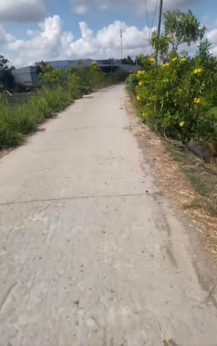 Đất lúa 5500m² Bình Thạnh, Thủ Thừa, Long An - Chính chủ bán gấp 1.2 tỷ!