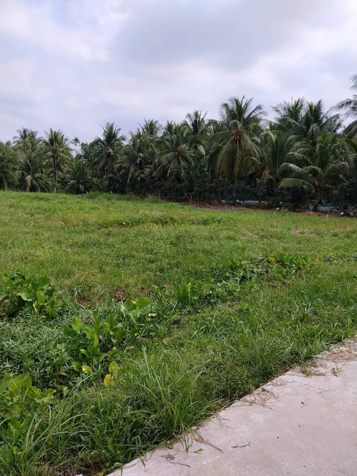 Đất nền Tân Long Hội Vĩnh Long 896m² giá 340 triệu - Thích hợp làm nhà vườn nghỉ dưỡng!