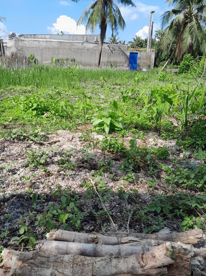 Đất nền Tân Hạnh, Long Hồ 622m² giá 1.1 tỷ - Pháp lý rõ ràng!