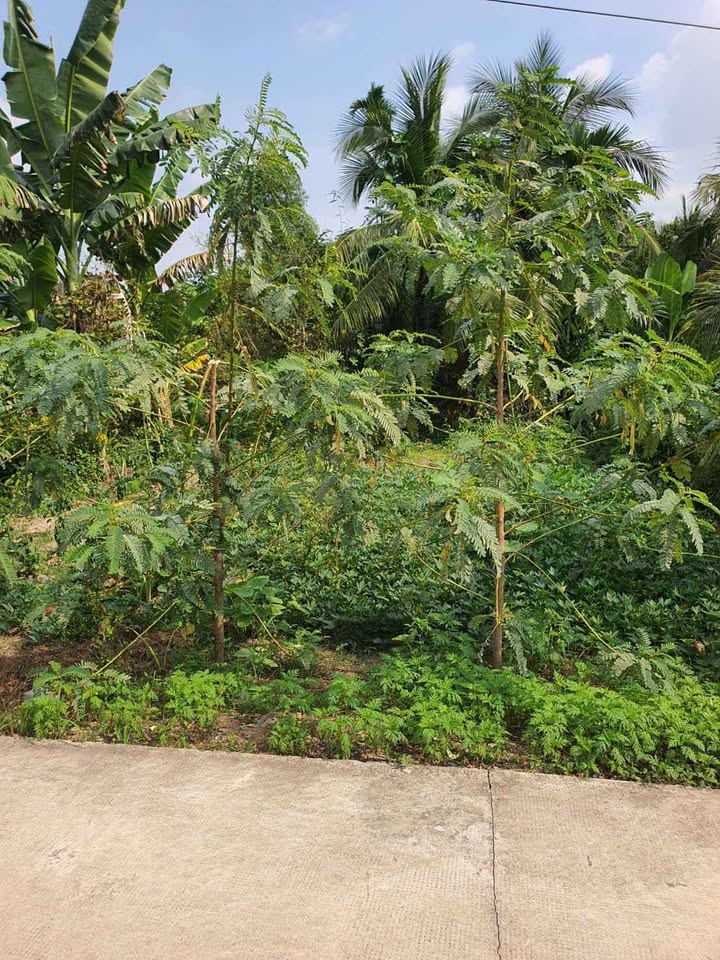 Đất mặt tiền ấp Phước Hòa, Châu Thành, Bến Tre 279m² - Bán gấp giá thỏa thuận!