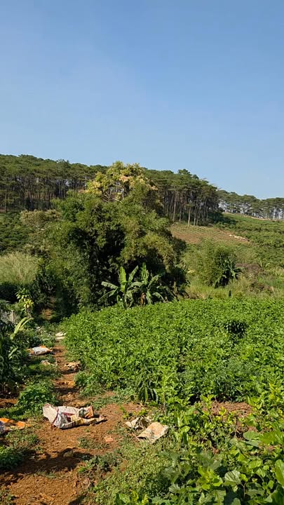 Đất nền Bảo Lộc 2600m² giá 7.68 tỷ - Mặt tiền đường Tôn Thất Thuyết