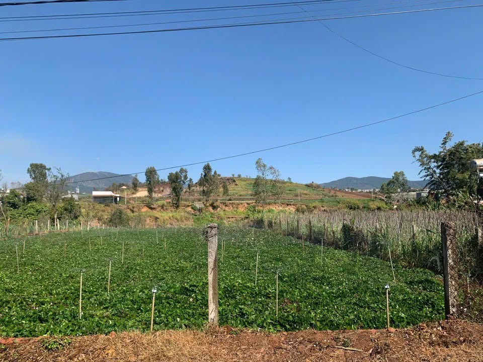 Đất liền kề Cầu Sắt Tu Tra, Đức Trọng 730m² - Giá chỉ 1.8 tỷ, Đầu tư sinh lời!