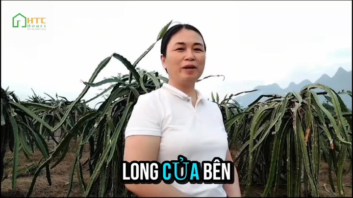 Vườn Thanh Long Phong Quang Vị Xuyên 1,3ha - Chính chủ bán gấp!