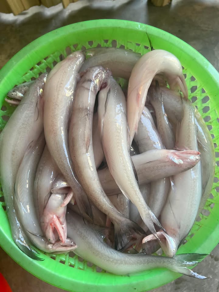 Đất nền Quảng Lưu, Thanh Hóa 676m² giá chỉ 1.1 tỷ - Cơ hội đầu tư tuyệt vời!