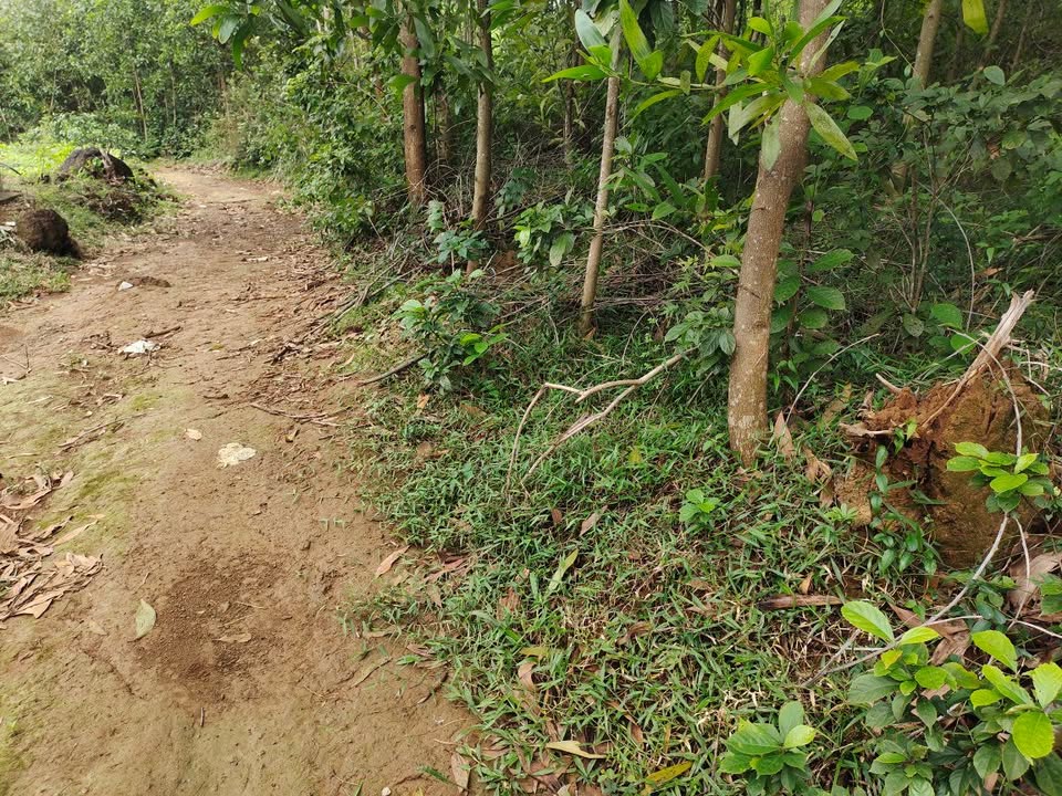 Đất rừng 7 sào tại Bình Hoà, Bình Sơn, Quảng Ngãi - Giá chỉ 70 triệu/sào!