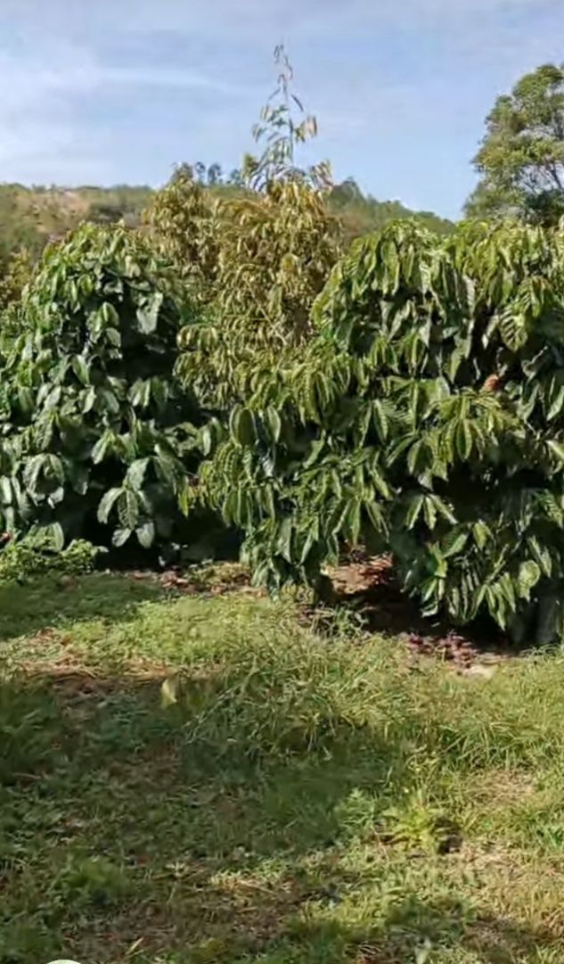 Đất Farm Gung Ré Di Linh 1ha giá 2.5 tỷ - Thế đất triền nhẹ, ô tô vào tận nơi!