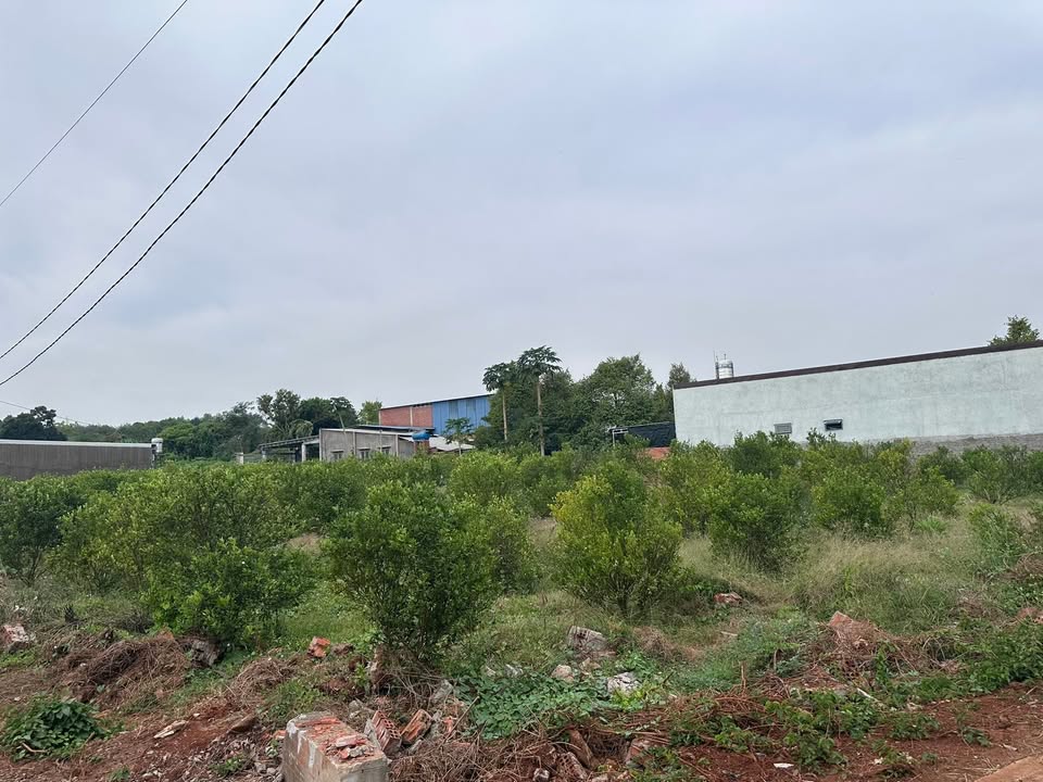 Đất nền Châu Đức Bà Rịa - Vũng Tàu 144m² chỉ 800 triệu - Cơ hội đầu tư tuyệt vời!