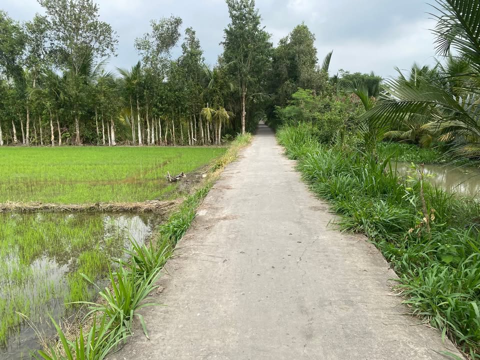 Đất ruộng ấp Kinh Xáng, Cầu Kè 5.500m² giá 1,1 tỷ - Mặt tiền đường thuận lợi!