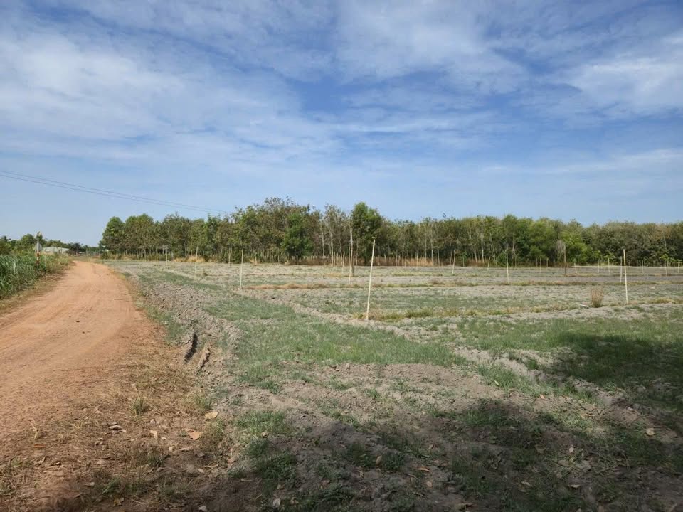 Đất thổ cư Tân Hội 20.000m² giá 2.5 tỷ - Cơ hội đầu tư hấp dẫn!