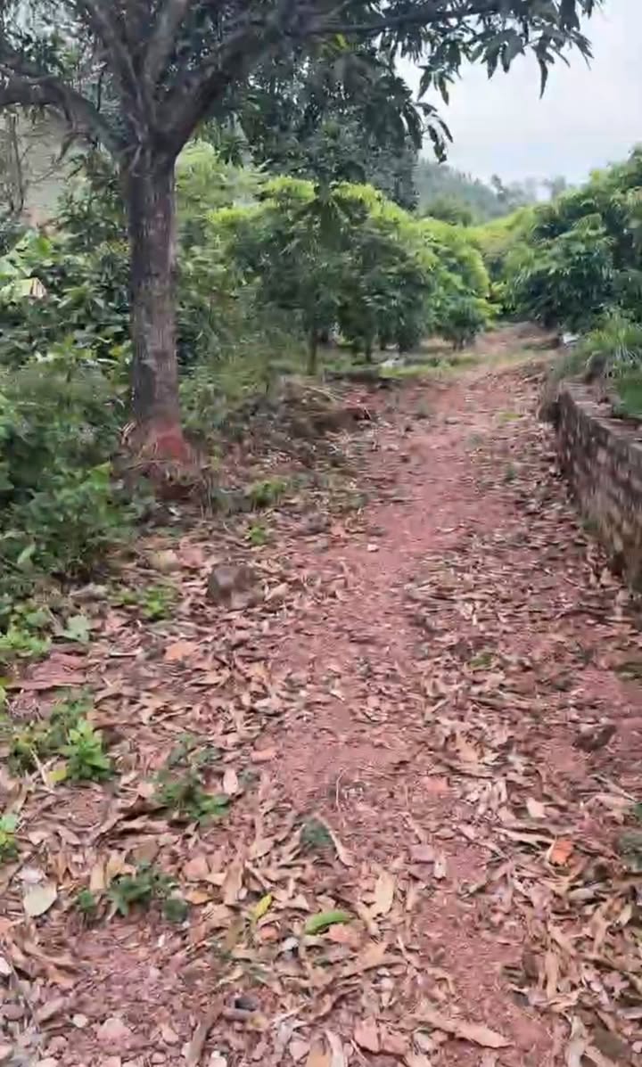 Đất nền Đông Hưng Lục Nam 1056m² - Khu biệt thự dân trí cao, giá chỉ tiền trăm!