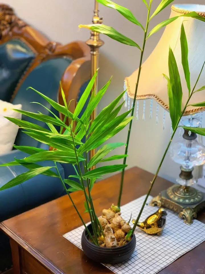 Căn hộ cho thuê 4 tầng tại Hồ Đắc Di, Nam Đồng, Đống Đa - Tiện nghi đầy đủ, giá 14 triệu/tháng!