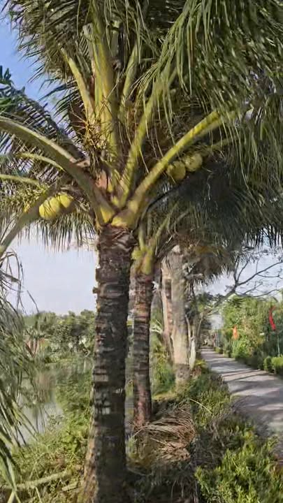 Đất nền thổ cư Trường Long Tây, Cần Thơ 1100m² - Giá chỉ 1.02 tỷ, tiện lợi cho đầu tư!