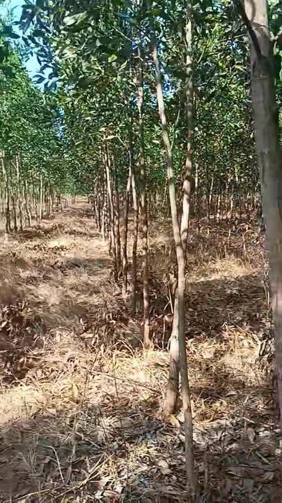 Lô đất đẹp xã Cư Kbang, Đắk Lắk 2,7 hecta giá 999 triệu - Đầu tư sinh lời tốt!