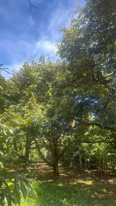 Farm diện tích 21.000m² tại Hòa Ninh, Lâm Đồng - Đầu tư sinh lời 2 tỷ/năm!