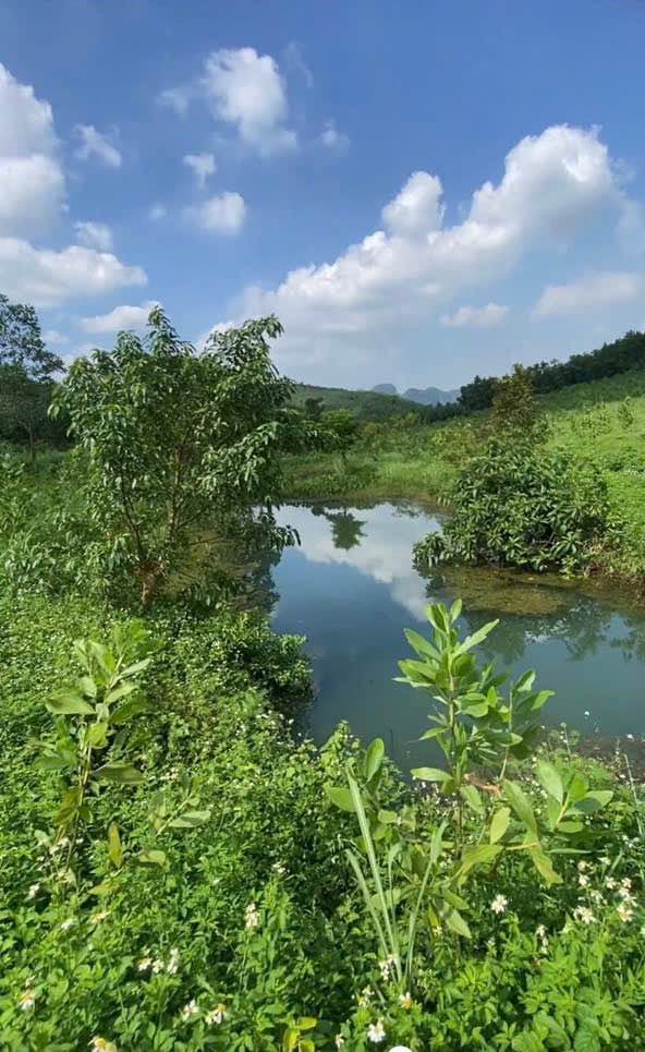 Bán Farm 5,9ha tại Lạc Thủy, Hòa Bình - Giá tốt chỉ vài trăm triệu/ha!