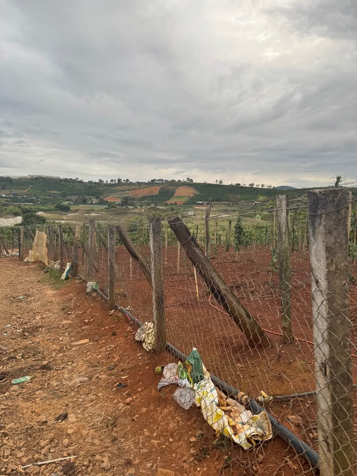 Đất nền Tà Hine Đức Trọng 6500m² giá 3 tỷ - Cơ hội đầu tư tuyệt vời!