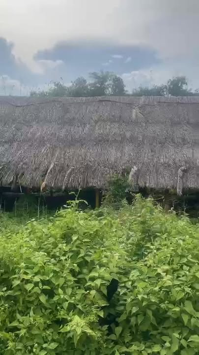 Đất nông nghiệp 2 hecta An Phú, Củ Chi giá 34 tỷ - Tiềm năng đầu tư lớn!