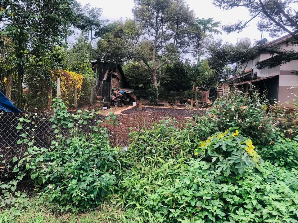 Đất thổ cư thôn 4 Xuân Hòa, Đắk Mil 320m² giá 990 triệu - Đường thông tứ hướng!